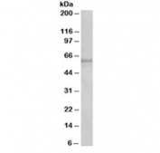 Western blot testing of fetal mouse liver lysate with Cyp1a2 antibody at 1ug/ml. Predicted molecular weight ~58 kDa.