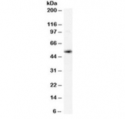 XCT Antibody Spleen WB. Western blot testing of human spleen lysate with xCT antibody at 0.02ug/ml. Predicted molecular weight ~55 kDa.