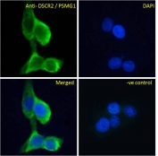 IF/ICC testing of fixed and permeabilized human A431 cells with PAC1 antibody (green) at 10ug/ml and DAPI nuclear stain (blue).