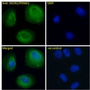 IF/ICC testing of fixed and permeabilized human U-2 OS cells with PAC1 antibody (green) at 10ug/ml and DAPI nuclear stain (blue).