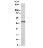 INT6 Antibody Daudi Cell WB. Western blot analysis was performed on Daudi cell lysate using INT6 Antibody at 0.03 ug/ml. A specific immunoreactive band is detected at approximately 48-52 kDa, consistent with the expected molecular weight of INT6 (EIF3E). The blot demonstrates strong target detection with minimal background, supporting the sensitivity of the antibody at a low working concentration. These results demonstrate that this EIF3E Antibody is suitable for Western blot detection of endogenous INT6 in human Daudi cells.