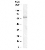 Western blot testing of rat testis lysate with MEPCE antibody at 1ug/ml. Predicted molecular weight: ~75kDa.