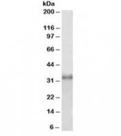 Western blot testing of HEK293 lysate with Fibrillarin antibody at 1ug/ml. Predicted molecular weight ~34kDa.