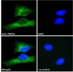 Phosphodiesterase 5A Antibody HeLa Cell IF. Immunofluorescence staining was performed on human HeLa cells using Phosphodiesterase 5A Antibody at 10 ug/ml. Bound antibody was detected with a fluorophore-conjugated secondary antibody (green), and nuclei were counterstained with DAPI (blue). The merged image demonstrates strong cytoplasmic staining with minimal nuclear signal, while the negative control shows no specific fluorescence. These results demonstrate that this cGMP Binding Phosphodiesterase Antibody is suitable for immunofluorescent detection of PDE5A in cultured human cells.