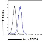 Phosphodiesterase 5A Antibody HEK293 Cell FACS. Flow cytometric analysis was performed on human HEK293 cells using Phosphodiesterase 5A Antibody at 10 ug/ml. The black histogram represents the isotype control, while the blue histogram represents cells stained with the PDE5A antibody. A clear rightward shift of the blue population relative to the isotype control demonstrates specific antibody binding and confirms PDE5A expression in HEK293 cells. These results demonstrate that this cGMP Binding Phosphodiesterase Antibody is suitable for flow cytometric detection of PDE5A.