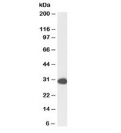 Western blot testing of HeLa lysate with biotinylated PCNA antibody at 1ug/ml. Expected molecular weight: 29-36 kDa.