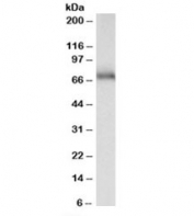 Western blot testing of mouse fetal brain lysate with ASIC1 antibody at 0.3ug/ml. Predicted molecular weight: ~65kDa.