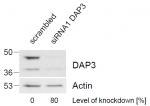 DAP3 Antibody Knockdown WB. Western blot analysis of HeLa cell lysates using goat polyclonal DAP3 antibody following siRNA-mediated knockdown of DAP3 expression. The control lysate is shown in the left lane and DAP3 knockdown lysate in the right lane. A marked reduction in the approximately 41-46 kDa DAP3 signal is observed following siRNA treatment, consistent with the predicted molecular weights of DAP3 isoforms 1, 2, and 3. Actin was used as a loading control, and knockdown efficiency was quantified relative to Actin expression by RT-PCR.