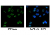DAP3 Antibody MCF7 Cell IF. Immunofluorescent staining of human MCF7 cells with DAP3 antibody at 5ug/ml.