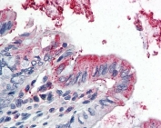 IHC testing of FFPE human colon tissue with GPX3 antibody at 5ug/ml. Required HIER: steamed antigen retrieval with pH6 citrate buffer; AP-staining.