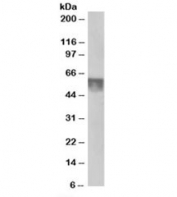 Western blot testing of human testis lysate with KPNA4 at 0.5ug/ml. Predicted molecular weight: ~58kDa.