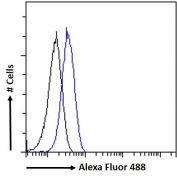 CD32 Antibody K562 FACS. Flow cytometry analysis of fixed and permeabilized human K562 cells stained with CD32 Antibody / Low-Affinity Fc Gamma Receptor (blue) at 10 ug/ml. A clear rightward fluorescence shift is observed relative to the naive goat Ig control (black), consistent with detection of FCGR2 / CD32, an Fc receptor involved in immune complex signaling and leukocyte activation pathways.
