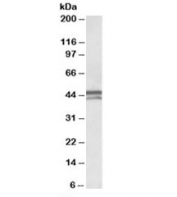 Western blot testing of human placenta lysate with APOL1 antibody at 0.1ug/ml. Predicted molecular weight: ~44/46/42kDa (isoforms 1/2/3).