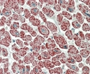 IHC staining of FFPE human heart with NDUFA7 antibody at 5ug/ml. HIER: steamed with pH6 citrate buffer, AP-staining.