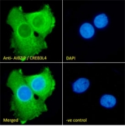 IF/ICC staining of fixed and permeabilized human A431 cells with AIBZIP antibody (green) at 10ug/ml and DAPI nuclear stain (blue).