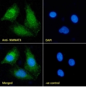 IF/ICC staining of fixed and permeabilized human HEK293 cells with NMNAT3 antibody (green) at 10ug/ml and DAPI nuclear stain (blue).