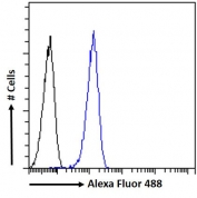 FACS testing of fixed and permeabilized human HEK293 cells with NMNAT3 antibody (blue) at 10ug/ml and naive goat Ig (black).