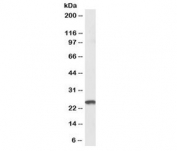 TMS1 Antibody / PYCARD WB. Western blot analysis of U937 cell lysate using TMS1 Antibody / PYCARD at 2 ug/ml. A distinct immunoreactive band is detected at approximately 22 kDa, consistent with the predicted molecular weight of PYCARD (TMS1/ASC), supporting specific detection of the endogenous inflammasome adaptor protein in human U937 cells.