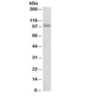 Western blot testing of human cerebellum lysate with SIDT1 antibody at 0.3ug/ml. Predicted molecular weight: ~94kDa.