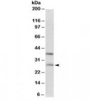 Western blot testing of human hippocampus lysate with FGF23 antibody at 0.3ug/ml. Predicted molecular weight 28~32kDa.
