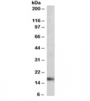 ANF Antibody Mouse Heart WB. Western blot testing of mouse heart lysate with ANF antibody at 0.01ug/ml. Predicted molecular weight ~17 kDa.