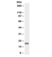 Biotinylated ANF Antibody Mouse Heart WB. Western blot analysis of mouse heart tissue lysate using biotinylated ANF antibody demonstrates detection of a distinct immunoreactive band at approximately 17 kDa, consistent with the expected molecular weight of Atrial Natriuretic Factor (ANF/ANP). ANF is a cardiac-derived peptide hormone encoded by the NPPA gene that functions as a key regulator of cardiovascular homeostasis, fluid balance, and natriuretic peptide signaling. The observed band supports expression of ANF in cardiac tissue and demonstrates the utility of this biotin-conjugated antibody for sensitive detection of cardiac endocrine signaling proteins in blotting and streptavidin-based assay applications. Western blot was performed using 2 ug/ml primary antibody. Predicted molecular weight: ~17 kDa.