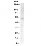 Western blot testing of human umbilical cord lysate with ACVR1 antibody at 0.3ug/ml. Predicted molecular weight: ~57kDa.
