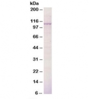 Western blot testing of mouse kidney epithelial cells lysate with BCAR3 antibody 0.5ug/ml. Predicted molecular weight: ~93kDa, observed here at ~110kDa.