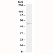 Western blot testing of human Daudi lysate with NFIL3 antibody at 2ug/ml. Predicted molecular weight: ~52 kDa.
