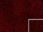 IHC staining of PFA-perfused cryosection of human hypothalamus with Proenkephalin antibody at 0.3ug/ml. HIER: pH6 citrate buffer at 80oC for 30min, Cy3-staining.