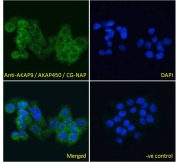 IF/ICC testing of fixed and permeabilized human A431 cells with AKAP9 antibody (green) at 10ug/ml and DAPI nuclear stain (blue).