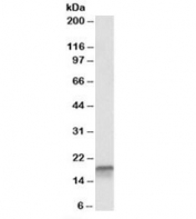 Western blot testing of K562 lysate with p18 antibody at 0.1ug/ml. Predicted molecular weight: ~20kDa, routinely observed at 18~20kDa.
