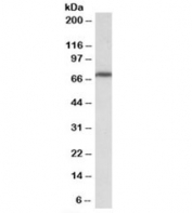 Western blot testing of NIH3T3 lysate with MTHFR antibody at 0.3ug/ml. Predicted molecular weight: ~75kDa.