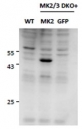 MAPKAPK2 Antibody Knockout Rescue WB. Western blot analysis of mouse embryonic fibroblast lysates using goat polyclonal MAPKAPK2 antibody (Cat. # R36061). Lysates from double knockout cells are shown in lanes 1 and 3, while lane 2 contains knockout cells rescued by reintroduction of the MK2 / MAPKAPK2 gene. A distinct band is restored at approximately 45 kDa in rescued cells, consistent with the predicted molecular weight of MAP kinase-activated protein kinase 2, a downstream kinase within the p38 stress-response signaling pathway.