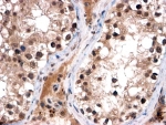FOXI1 Antibody Testis Immunohistochemistry. IHC testing of FFPE human testis with FOXl1 antibody at 2ug/ml. HIER: steamed with pH6 citrate buffer, HRP-staining.