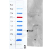 CD97 Antibody Knockout Colon WB. Western blot analysis of mouse colon tissue lysates from wild-type and Cd97 knockout mice using goat polyclonal CD97 antibody at 1 ug/ml. Immunoreactive bands corresponding to processed CD97 receptor species are markedly reduced in knockout tissue, supporting selective detection of Adhesion G protein-coupled receptor E5 / ADGRE5. The observed molecular weight pattern is consistent with known full-length and cleavage-derived forms of the CD97 adhesion GPCR.
