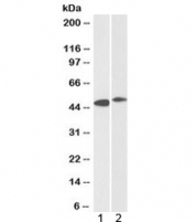 Western blot testing of 1) human frontal cortex and 2) rat brain lysates with FBXL2 antibody at 0.3ug/ml. Predicted molecular weight: ~47kDa.