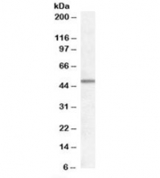 Western blot testing of human frontal cortex lysate with Orexin receptor 1/2 antibody at 0.5ug/ml. Predicted molecular weight (human): ~48/51kDa (OX1R/OX2R).