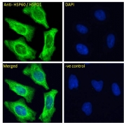 IF/ICC staining of fixed and permeabilized human HeLa cells with HSP60 antibody (green) at 10ug/ml and DAPI nuclear stain (blue).