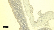 Negative control: IHC staining of FFPE mouse intestine tissue without primary antibody. Required HIER: steamed antigen retrieval with pH6 citrate buffer; HRP-staining.