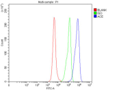 Ace Antibody Mouse RAW264.7 Cell FACS. Flow cytometry testing of fixed mouse RAW264.7 cells with Ace antibody at 1ug/million cells (blocked with goat sera); Red=cells alone, Green=isotype control, Blue= Ace antibody.