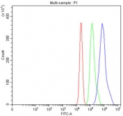 FOXA1 Antibody MCF-7 Cell FACS. Flow cytometry analysis of human MCF-7 cells using FOXA1 Antibody demonstrates a pronounced rightward shift of the FOXA1-positive population (blue) relative to the isotype control (green) and unstained cells (red), consistent with expression of FOXA1. FOXA1 is a forkhead family transcription factor and pioneer regulator that controls developmental gene expression, epithelial differentiation, chromatin accessibility, and tissue-specific transcriptional programs. As a developmental transcription factor, FOXA1 plays a central role in establishing cellular identity and maintaining differentiated epithelial phenotypes through regulation of lineage-specific gene expression networks. Red=cells alone; Green=isotype control; Blue=FOXA1 antibody.