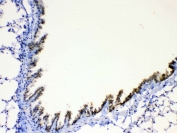 IHC testing of FFPE mouse lung tissue with AGRP antibody at 1ug/ml. Required HIER: steam section in pH6 citrate buffer for 20 min and allow to cool prior to testing.