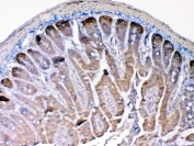 IHC testing of FFPE mouse small intestine tissue with Mmp13 antibody at 1ug/ml. Required HIER: steam section in pH6 citrate buffer for 20 min and allow to cool prior to testing.