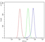 Flow cytometry testing of human A549 cells with VEGFR1 antibody at 1ug/million cells (blocked with goat sera); Red=cells alone, Green=isotype control, Blue= VEGFR1 antibody.