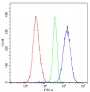 EPHA2 Antibody A549 Cells FACS. Flow cytometric analysis of human A549 cells was performed using an Eph Receptor A2 antibody at 1 ug per 10^6 cells following blocking with goat sera. EPHA2, also known as Epithelial Cell Kinase and a Receptor Tyrosine Kinase, regulates cell adhesion, migration, and growth through interactions with membrane-bound ephrin ligands. Red histogram: cells alone. Green histogram: isotype control. Blue histogram: Eph Receptor A2 antibody. The pronounced rightward shift of the EPHA2 antibody signal relative to both controls demonstrates specific detection of endogenous EPHA2 expression in A549 lung adenocarcinoma cells. Elevated EPHA2 expression has been implicated in tumor progression and therapeutic resistance in multiple cancers. These results support the utility of Eph Receptor A2 Antibody for studies of receptor tyrosine kinase signaling, cell migration, and cancer biology.