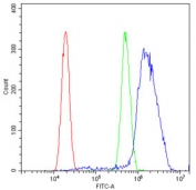 EPHA2 Antibody U-2 OS Cells FACS. Flow cytometric analysis of human U-2 OS cells was performed using an Eph Receptor A2 antibody at 1 ug per 10^6 cells following blocking with goat sera. EPHA2, also known as Epithelial Cell Kinase and a Receptor Tyrosine Kinase, is a cell surface receptor that regulates cell adhesion, migration, proliferation, and tissue organization through interactions with ephrin ligands. Red histogram: cells alone. Green histogram: isotype control. Blue histogram: Eph Receptor A2 antibody. The marked rightward shift of the antibody signal relative to both controls demonstrates specific detection of endogenous EPHA2 expression in U-2 OS osteosarcoma cells. Elevated EPHA2 signaling has been implicated in tumor progression, invasion, and metastatic potential. These results support the utility of Eph Receptor A2 Antibody for studies of receptor tyrosine kinase signaling, cell migration, and cancer biology.