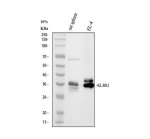 NKG2D Antibody Mouse EL-4 Cell and Rat Spleen WB. Western blot analysis of NKG2D Antibody / KLRK1 Antibody detected immunoreactive bands in rat spleen and mouse EL-4 cell lysates. Lanes: (1) rat spleen tissue and (2) mouse EL-4 whole cell lysates. The predominant band is observed at approximately 35 kDa, somewhat higher than the predicted molecular weight of 25 kDa, which is consistent with the extensive N-linked glycosylation known to occur on the extracellular domain of NKG2D. This post-translational modification commonly increases the apparent molecular weight observed by western blot. This NKG2D Antibody supports western blot studies of KLRK1, natural killer cell activation, cytotoxic lymphocyte biology, and immune surveillance.
