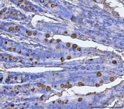 IHC testing of FFPE rat colon tissue with Tff3 antibody. Required HIER: steam section in pH8 EDTA buffer for 20 min and allow to cool prior to testing.