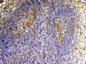 IHC testing of FFPE mouse spleen tissue with VEGFB antibody at 1ug/ml. Required HIER: steam section in pH6 citrate buffer for 20 min and allow to cool prior to testing.